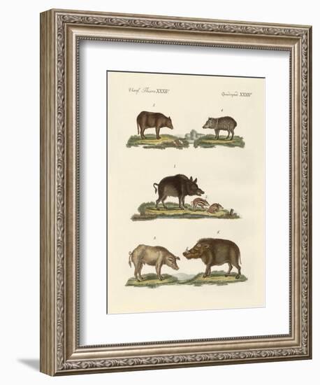Different Kinds of Pigs--Framed Giclee Print