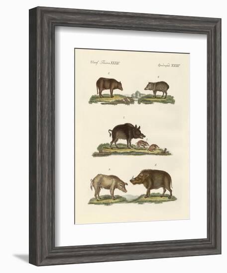 Different Kinds of Pigs-null-Framed Giclee Print