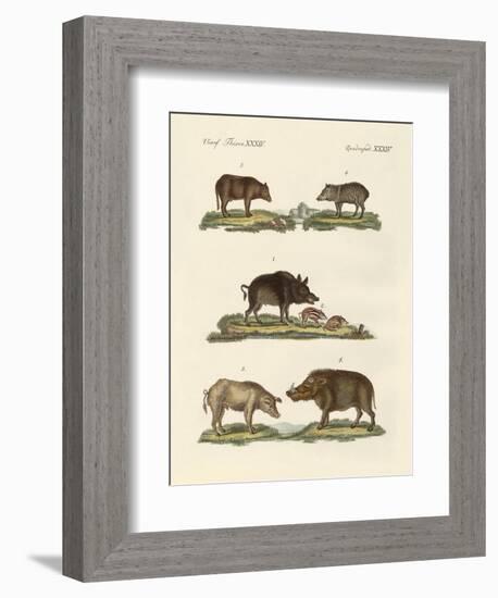 Different Kinds of Pigs-null-Framed Giclee Print