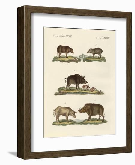 Different Kinds of Pigs-null-Framed Giclee Print
