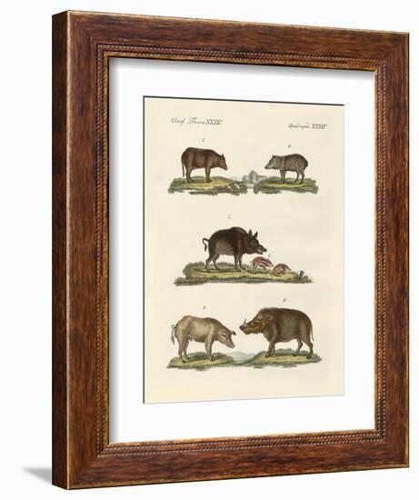 Different Kinds of Pigs-null-Framed Giclee Print