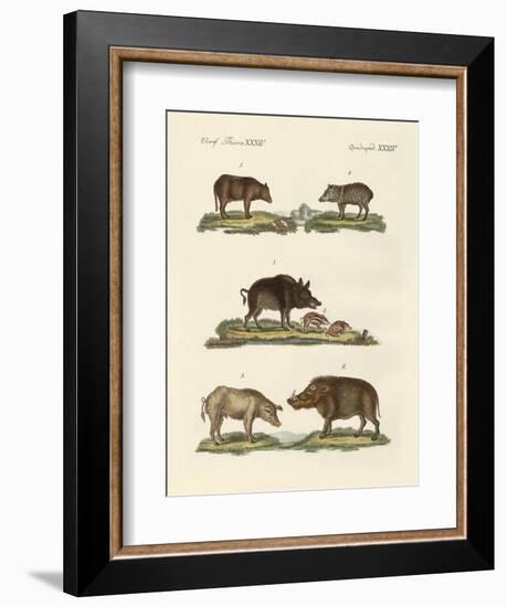 Different Kinds of Pigs--Framed Giclee Print