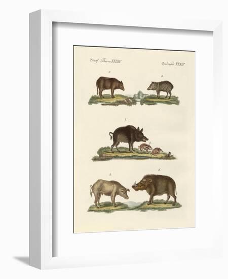 Different Kinds of Pigs-null-Framed Giclee Print