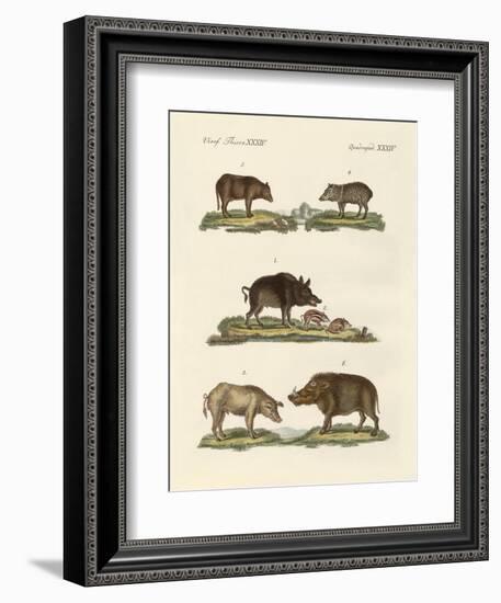 Different Kinds of Pigs--Framed Giclee Print