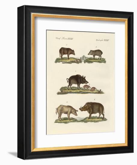 Different Kinds of Pigs-null-Framed Giclee Print