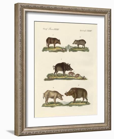 Different Kinds of Pigs-null-Framed Giclee Print