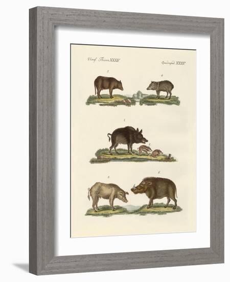 Different Kinds of Pigs-null-Framed Giclee Print