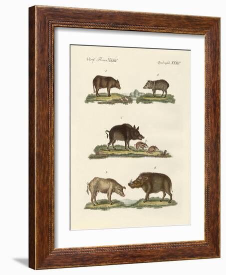 Different Kinds of Pigs-null-Framed Giclee Print