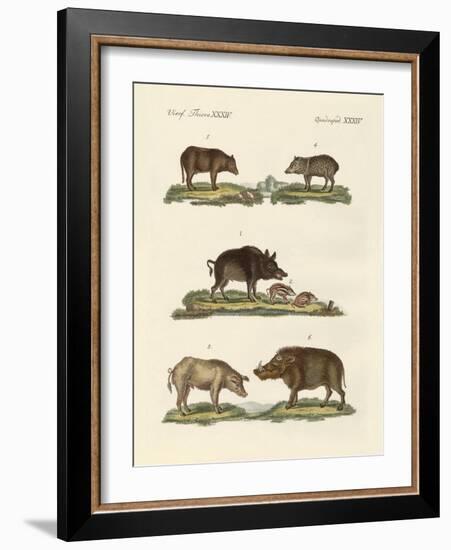 Different Kinds of Pigs-null-Framed Giclee Print