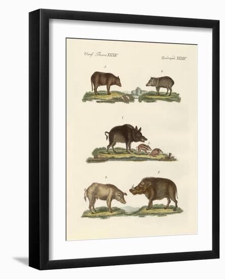 Different Kinds of Pigs-null-Framed Giclee Print