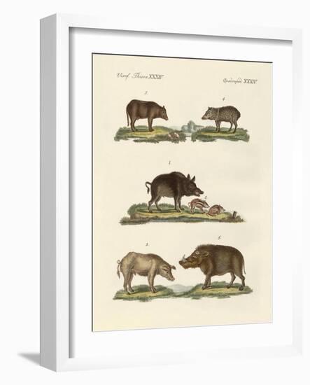 Different Kinds of Pigs-null-Framed Giclee Print