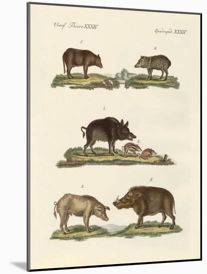 Different Kinds of Pigs-null-Mounted Giclee Print