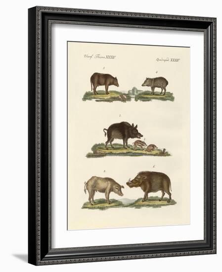 Different Kinds of Pigs-null-Framed Giclee Print