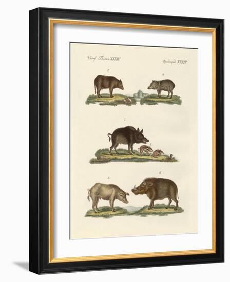 Different Kinds of Pigs-null-Framed Giclee Print