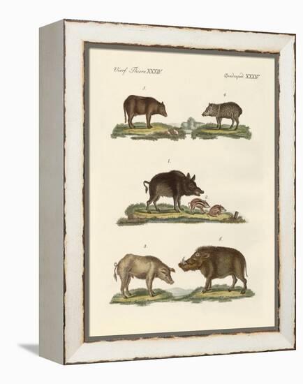 Different Kinds of Pigs-null-Framed Premier Image Canvas