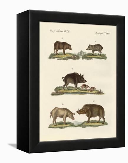 Different Kinds of Pigs-null-Framed Premier Image Canvas