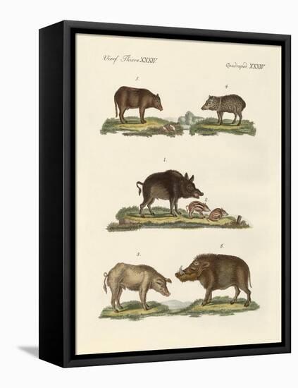 Different Kinds of Pigs-null-Framed Premier Image Canvas