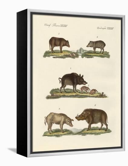 Different Kinds of Pigs-null-Framed Premier Image Canvas