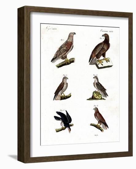 Different Kinds of Raptors-null-Framed Giclee Print