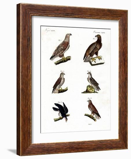 Different Kinds of Raptors-null-Framed Giclee Print