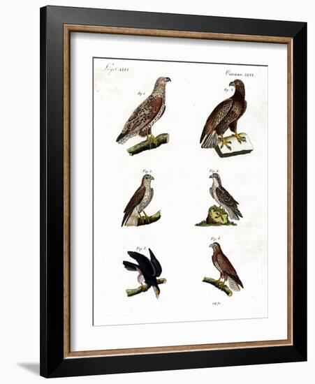 Different Kinds of Raptors-null-Framed Giclee Print