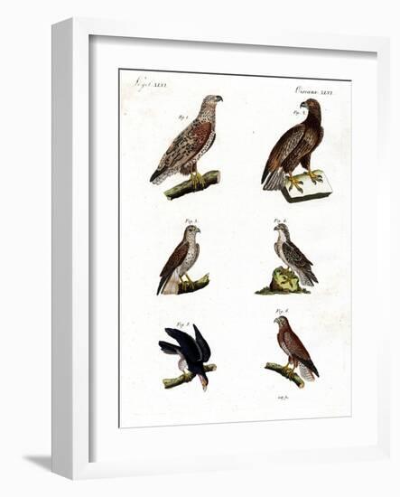 Different Kinds of Raptors-null-Framed Giclee Print