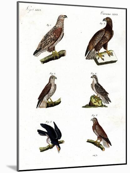 Different Kinds of Raptors-null-Mounted Giclee Print