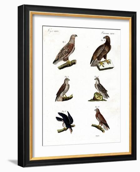 Different Kinds of Raptors-null-Framed Giclee Print