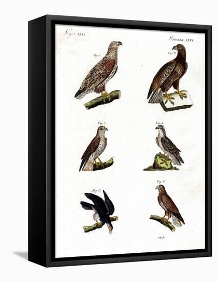 Different Kinds of Raptors-null-Framed Premier Image Canvas