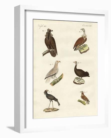 Different Kinds of Raptors-null-Framed Giclee Print