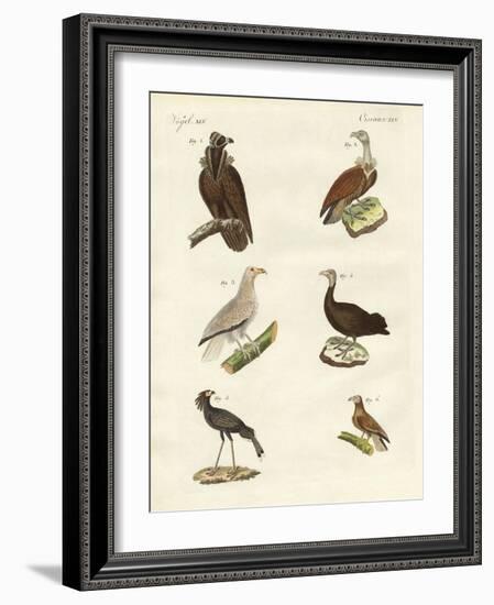 Different Kinds of Raptors-null-Framed Giclee Print