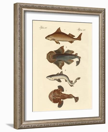 Different Kinds of Sharks-null-Framed Giclee Print