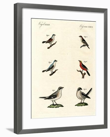 Different Kinds of Shrikes-null-Framed Giclee Print