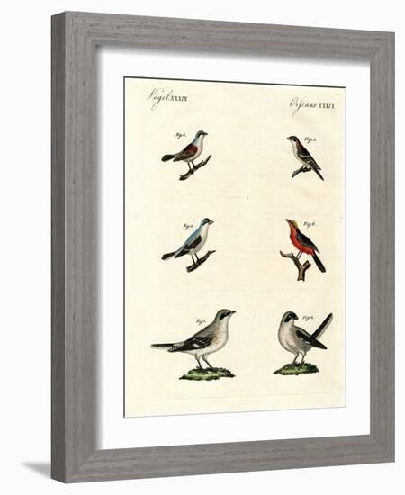 Different Kinds of Shrikes-null-Framed Giclee Print