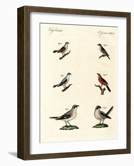 Different Kinds of Shrikes-null-Framed Giclee Print