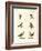 Different Kinds of Shrikes-null-Framed Giclee Print