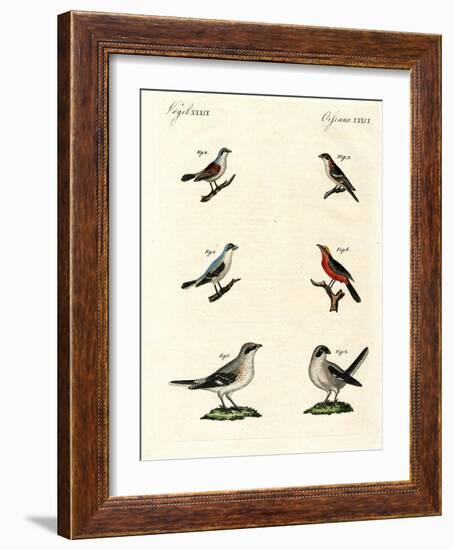 Different Kinds of Shrikes-null-Framed Giclee Print