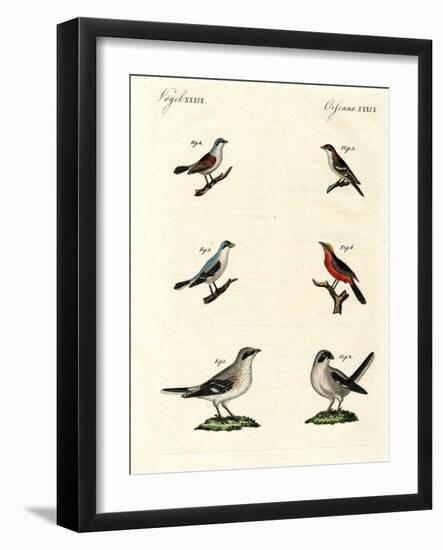 Different Kinds of Shrikes-null-Framed Giclee Print