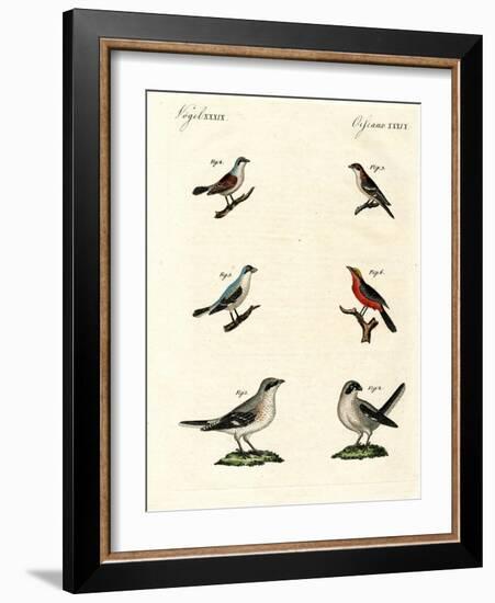 Different Kinds of Shrikes-null-Framed Giclee Print