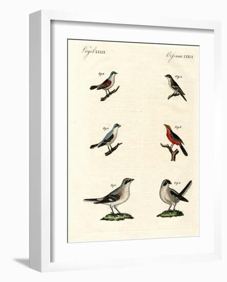 Different Kinds of Shrikes-null-Framed Giclee Print