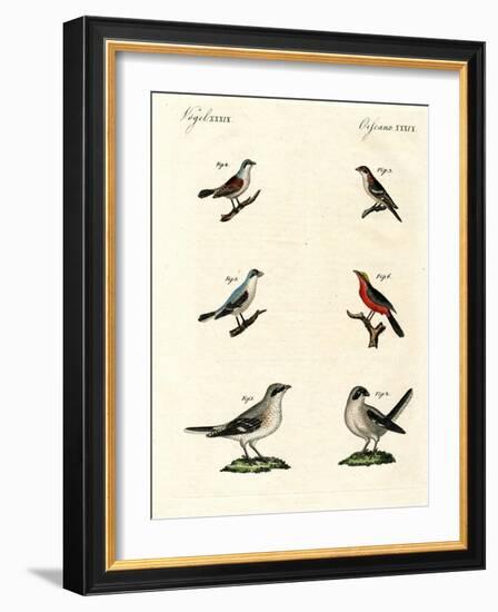 Different Kinds of Shrikes-null-Framed Giclee Print