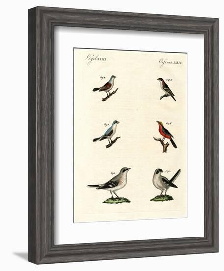 Different Kinds of Shrikes-null-Framed Giclee Print