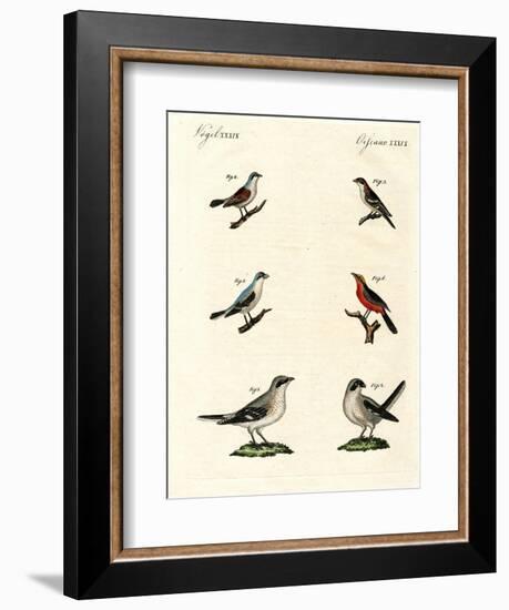 Different Kinds of Shrikes-null-Framed Giclee Print