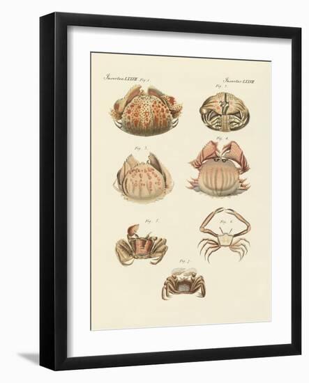 Different Kinds of Shrimps and Crabs-null-Framed Giclee Print