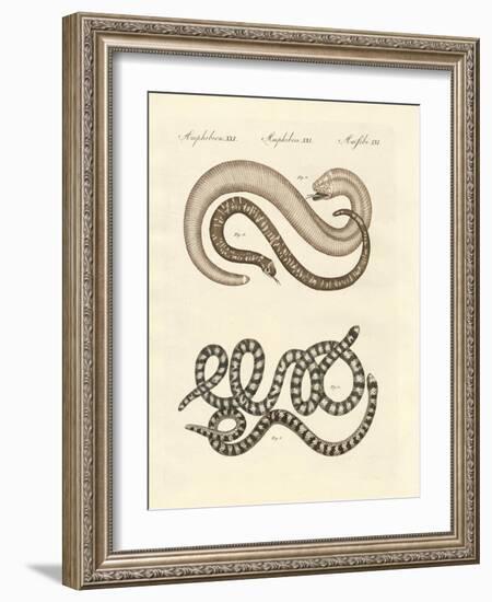 Different Kinds of Snake-null-Framed Giclee Print