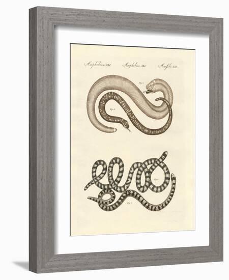 Different Kinds of Snake-null-Framed Giclee Print