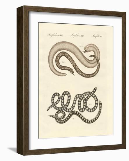 Different Kinds of Snake-null-Framed Giclee Print