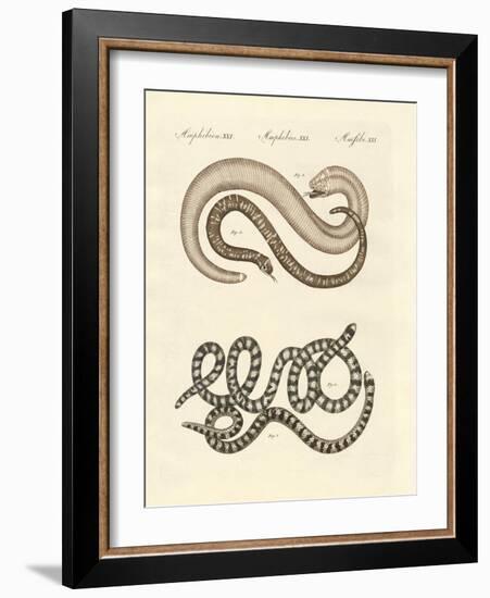 Different Kinds of Snake-null-Framed Giclee Print