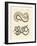 Different Kinds of Snake-null-Framed Giclee Print