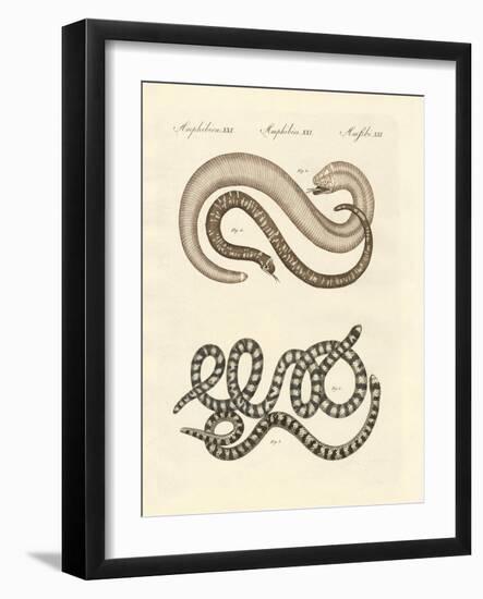 Different Kinds of Snake-null-Framed Giclee Print